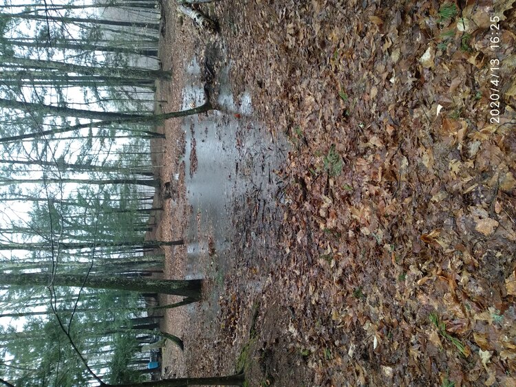 20-0413-162543: the vernal pool