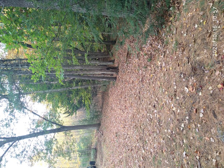 20-1016-105743: from the lower driveway looking N along the E edge