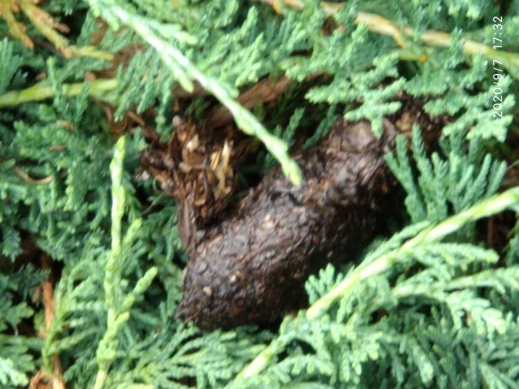 20-0907-173252: scat 14