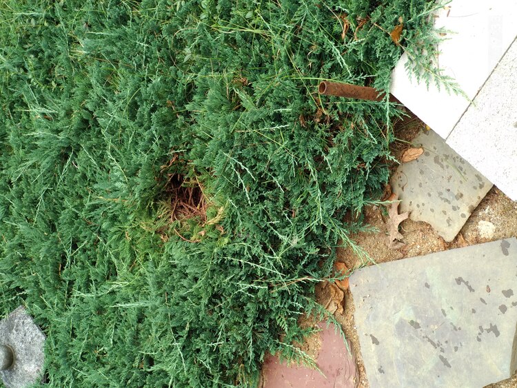 20-0907-173359: some animal dug into the shrubbery to feast on yellow-jackets