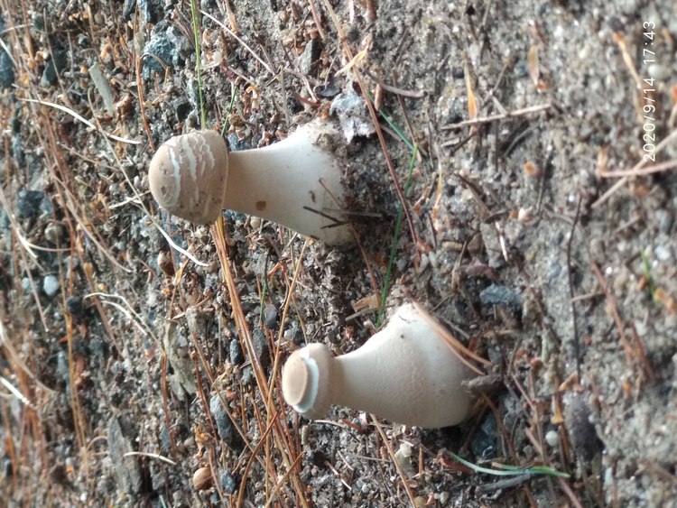 20-0914-174351: 'Alice in Wonderland' ?